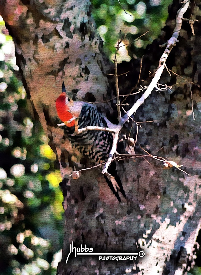 Red Bellied Woodpecker