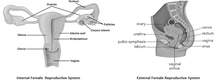 Female Reproductive system Human Anatomy and Physiology B.Pharm Class Notes