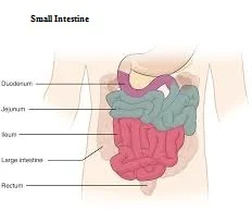 छोटी आंत और बड़ी आंत में क्या अंतर है