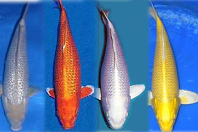 Mengenal ragam jenis ikan koi