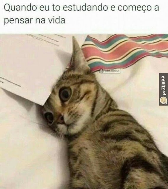 70 memes para quem ama gatos