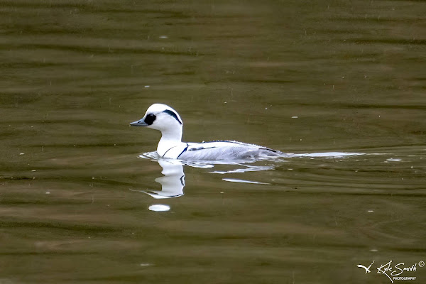 Smew""