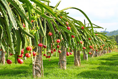 ड्रैगन फल ,agriculture