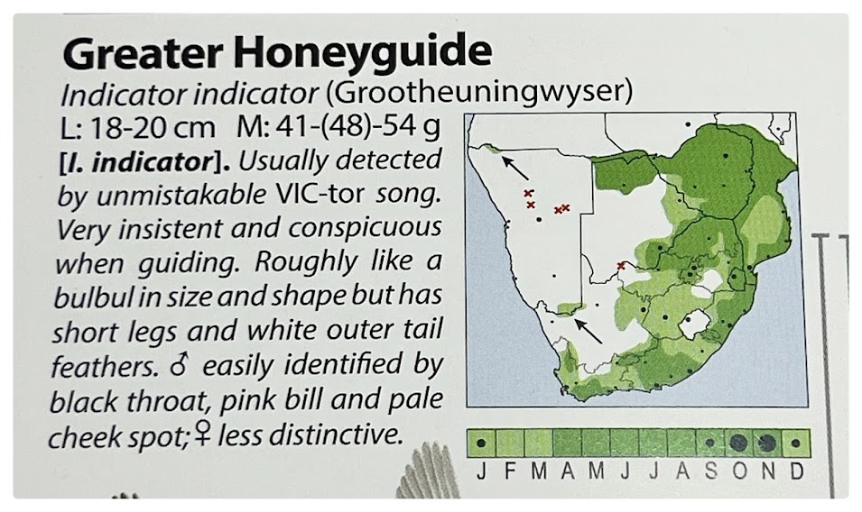 Honeyguide, Honeybird, Forest bird, Birdsong, Greater Honeyguide, Scaly Throated Honeyguide, Lesser Honey Guide, Brown-backed Honeyguide