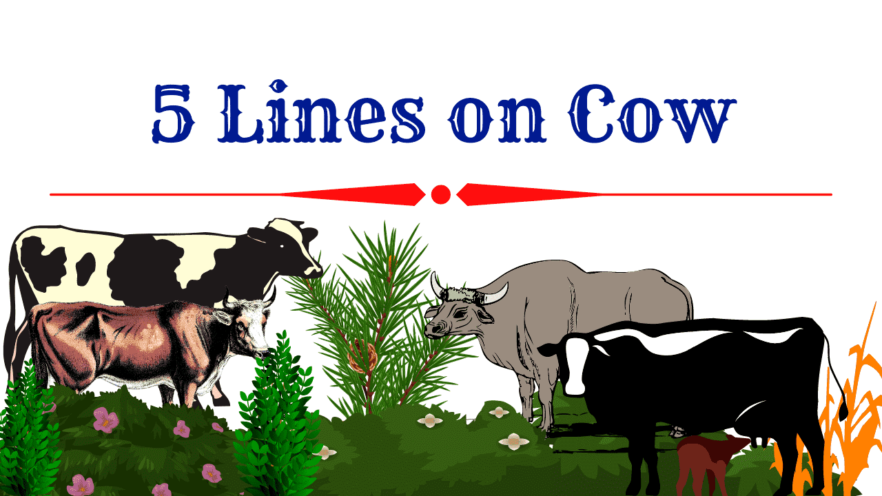 5 Lines on Cow