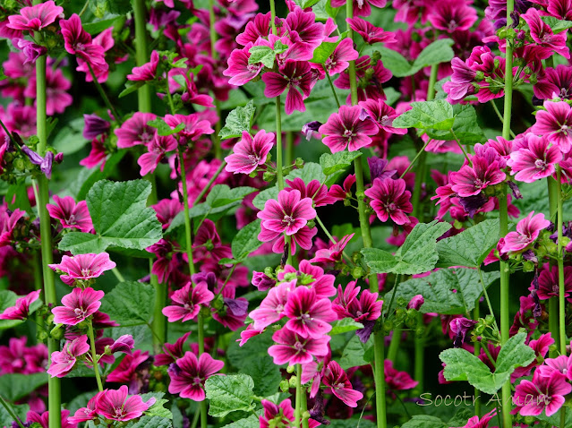 Malva sylvestris