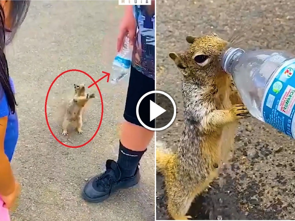 A Boy is drinking water to a Thirsty Squirrel
