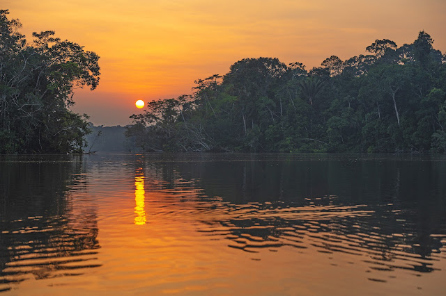 Estación de Biodiversidad Tiputini; un centro de investigación para la conservación del bosque tropical amazónico 