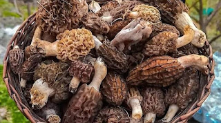Mushroom seed suppliers in Coimbatore.