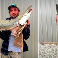 Pemancing Terkejut Dapat Ikan Berkepala Buaya Di Sungai Texas