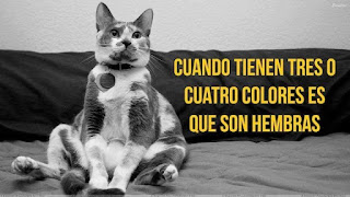 Curiosidades sobre gatos