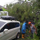 Hujan Disertai Angin Kencang di Jepara Akibatkan Pohon Tumbang Menimpa Mobil