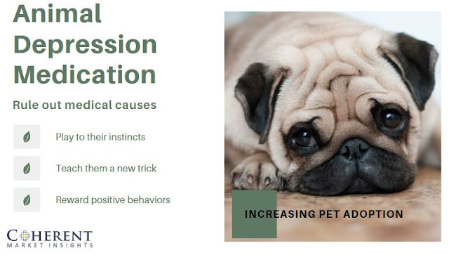 Animal Depression Medication