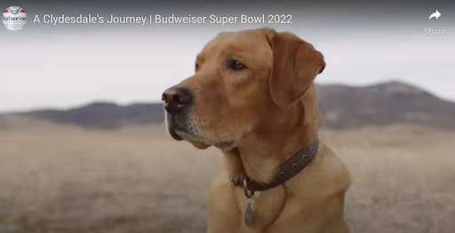 Best Super Bowl Commercials 2022