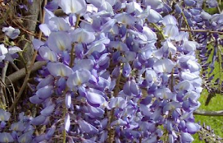 Blue Chinese Wisteria Tree Pros and Cons