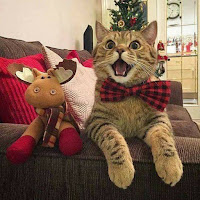 Disfraces de gatos para Navidad