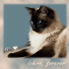 Ichiro Forever