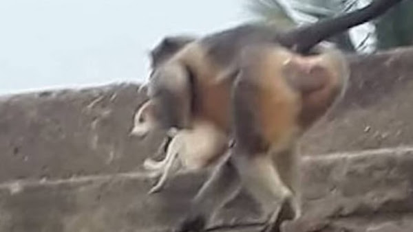 Em vingança, macacos enfurecidos matam cachorros e atacam crianças pequenas