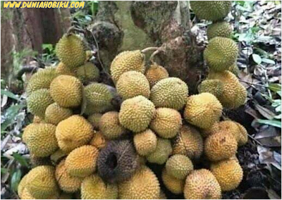 durian kura kura