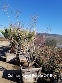 Smoke Bush