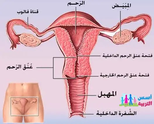 علامات إقتراب موعد الولادة الطبيعية