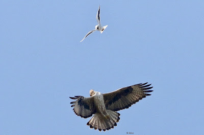 Bonelli's Eagle Mobbed by Black winged Kite