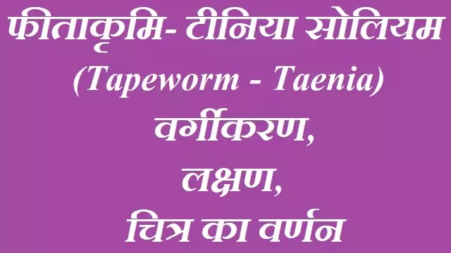 फीताकृमि - टीनिया सोलियम (Tapeworm) : वर्गीकरण, लक्षण, चित्र का वर्णन|hindi