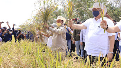 Panen Padi Gogo, Menko Perkonomian, Harapkan Inovasi Bidang Pertanian Tingkatkan Produktivitas Pertanian di Provinsi Lampung