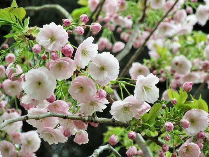 Prunus 'Ichiyo'