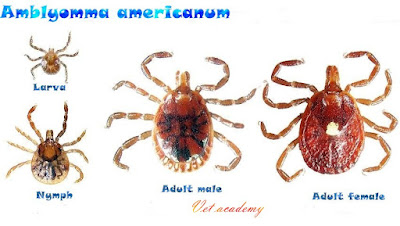 Amblyomma ticks - قراد الأمبيلوما
