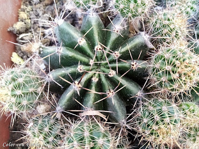 Cactacea Echinopsis oxygona cactus redondo