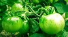 Why Eat Green Tomatoes in Winter