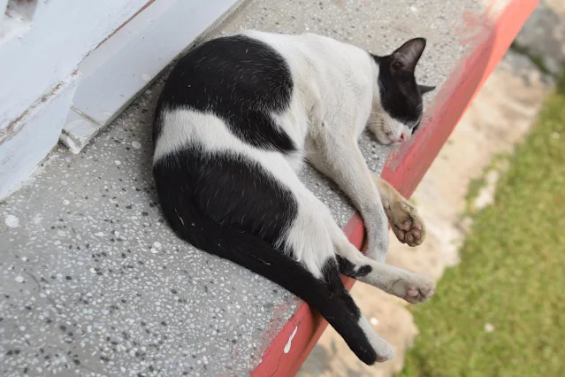 Black and white cat image