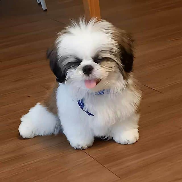 Shih Tzu Small dogs that dont shed