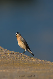 Helgoland Nordsee Rundgang Naturfotografie