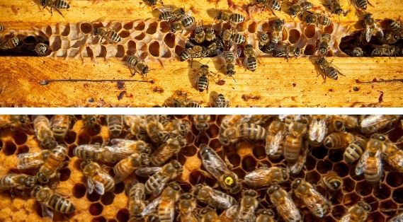 ¿Son todas las abejas obreras hembras?