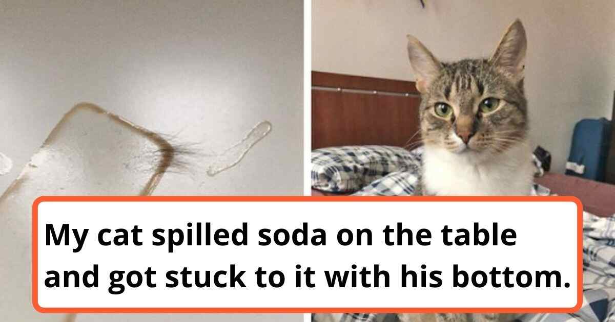 18 Hilarious Situations That Every Cat Owner Is Familiar With