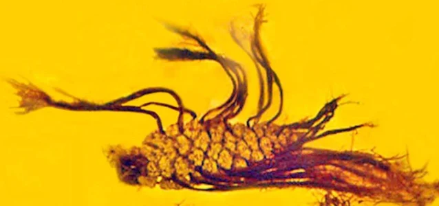 Ancient Pine Cone Trapped in Amber Shows a Super-Rare Form of Plant 'Parenting'