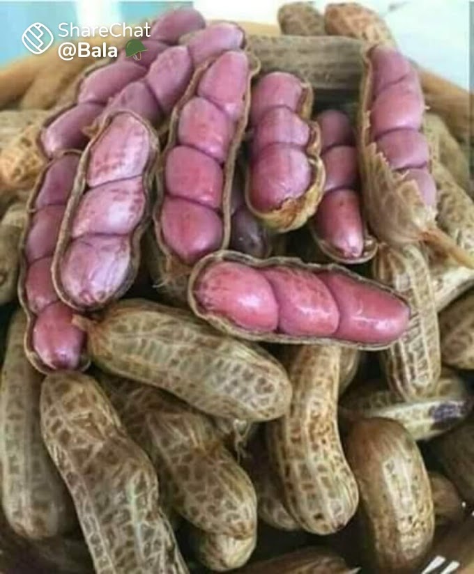 Health வேர்க்கடலை… ஏழைகளின் அசைவ உணவு! சிறந்த நல்ல கொழுப்பு