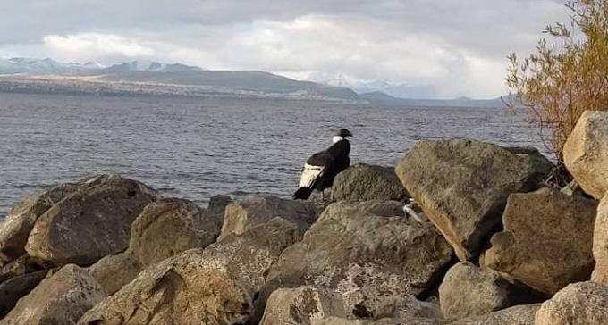 Apareció un cóndor en la costa del Lago Nahuel Huapi