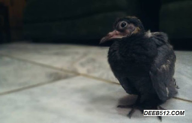 Why have I never seen a baby pigeon?