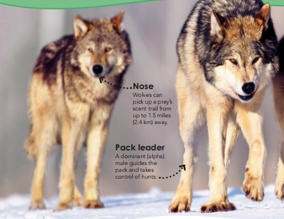 did you know about wolves
