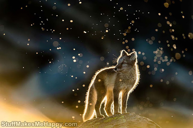 19. Arctic fox in a mosquito swarm” by Arnfinn Johansen