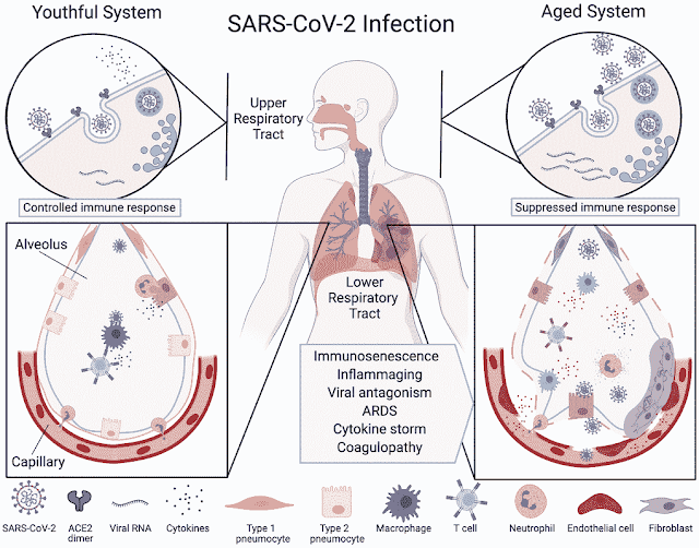 Eliminação ineficaz da infecção por SARS-CoV-2 no sistema respiratório envelhecido.