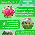 Flyer - Promocao de serviços de jardinagem