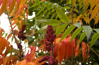 autumn colours on Stag Horn Sumac tree