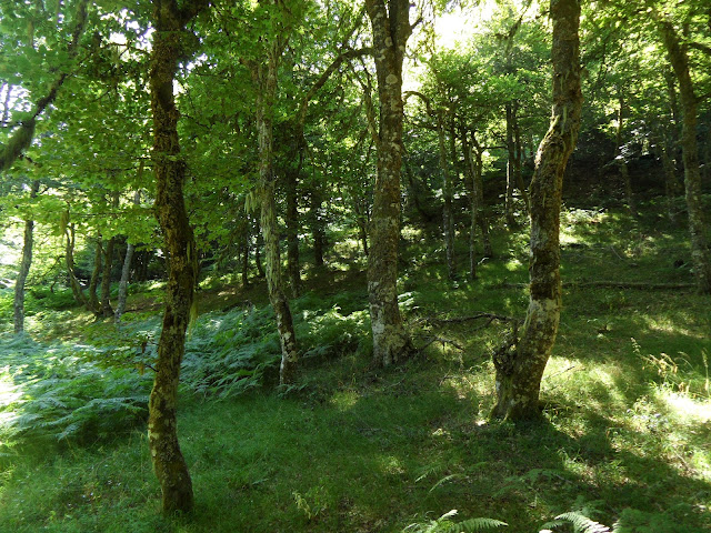 Bosque de Hermu (Hayedo del Monasterio de Hermo). ¡El mayor hayedo de Asturias!