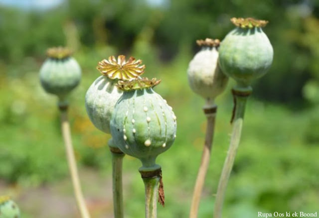 अफीम (Afeem/Opium)