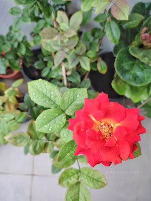 Koleksi Bunga Ros di Taman Mini Kak Sue