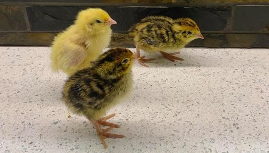 How do you care for baby quails?